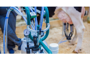 A focus shot of the handlebars of a milking machine with a pressure valve monitor. The lower half of a cow is in the background.