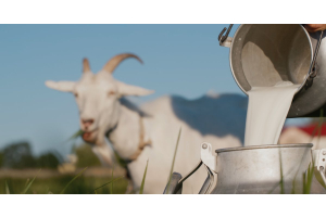 A pair of hands pouring milk into a bucket. A blurry white goat with curved horns stands in the background.