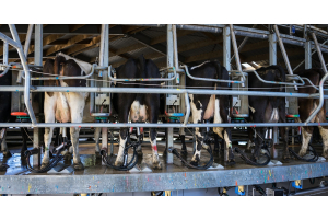 A back view of a circular milking parlor with multiple dairy cows attached to teat cups and a milking machine.