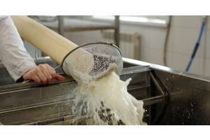 Milk being poured through a large hose into a vat while a worker holds a metal filter up to the stream.