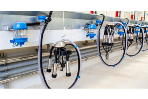 A bright room revealing a line of milking machines with clear and black tubes that lead into a metal basin above.