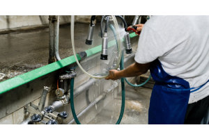 A person using a spray gun to clean the surface of a milking machine tube as water drips onto the concrete floor.
