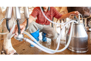 A dairy farmer, surrounded by cows, adjusts the components of a milk pump attached to a cow that leads to a milk tank.