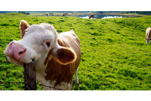 What Makes a Happy Cow? Animal Welfare in Dairy Farming