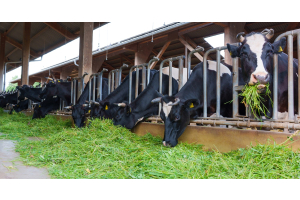 A line of bulls in farming stables eating the grass clippings laid out before them on a concrete floor.