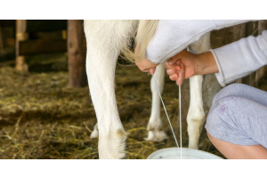 A person wearing a white long-sleeved shirt, using both hands to grip the udders of a goat to milk it.