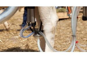 A milking claw attached to the udders of a cow with transparent tubes connected to the machine leading to the side.