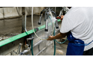 A person wearing a white shirt and an apron uses a hose to rinse the surface of a milking claw next to a stable.
