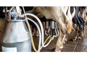 A milking machine placed net to a cow with the milking cluster attached to its utters while other cows stand in waiting.