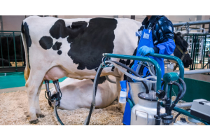 Milking equipment is attached to a cow's udder. Clear and black hoses connect to a metal container and a motorized pump.