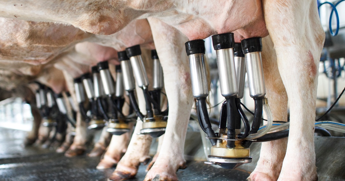 A row of dairy cows in a milking parlor, with stainless-steel and rubber milking clusters attached to their udders.