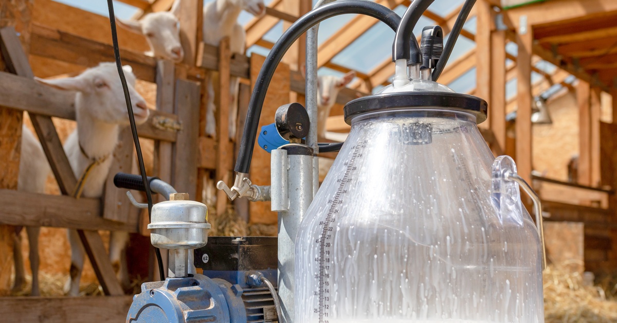 A goat milking machine with a plastic bucket sits on the floor in a barn. Goats stand behind a gate in the background.