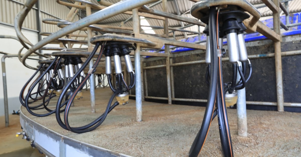 Milking clusters hang in clean and empty milking pens. Each cluster includes a milk claw, shells, liners, and tubing.