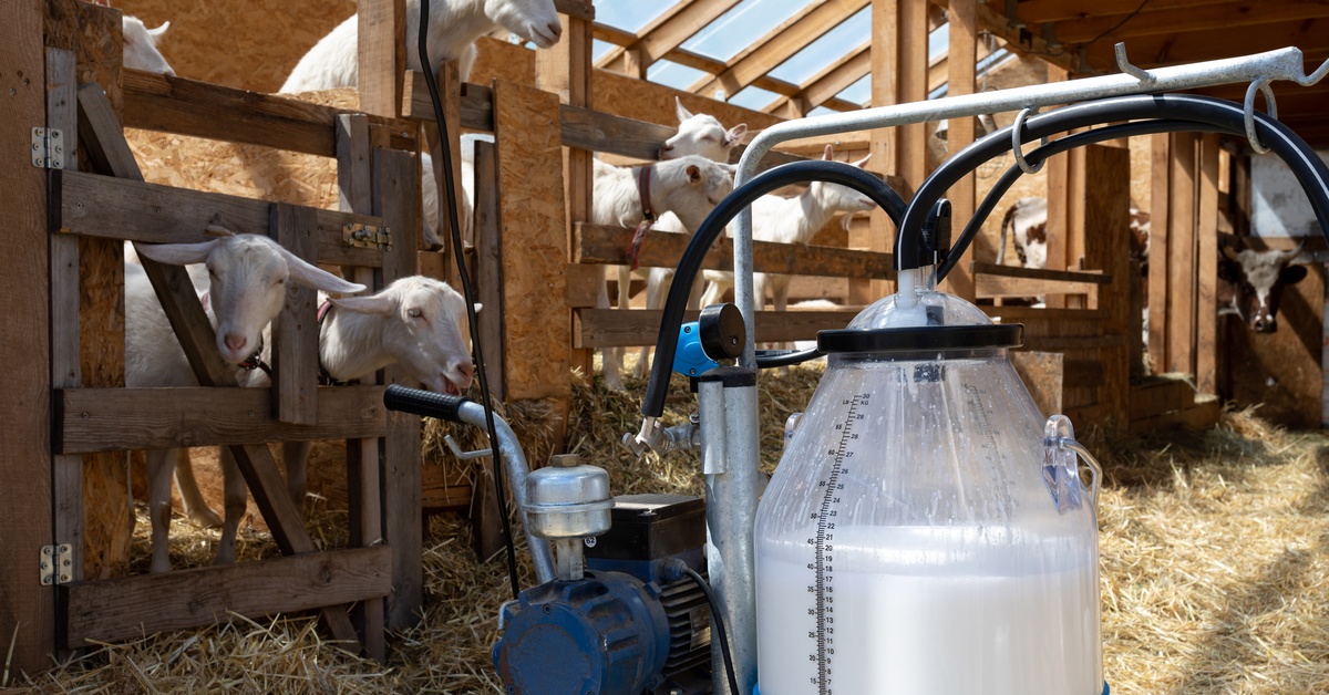 A portable milking machine has a clear bucket that is half full of milk. Several goats and a cow are behind the machine.