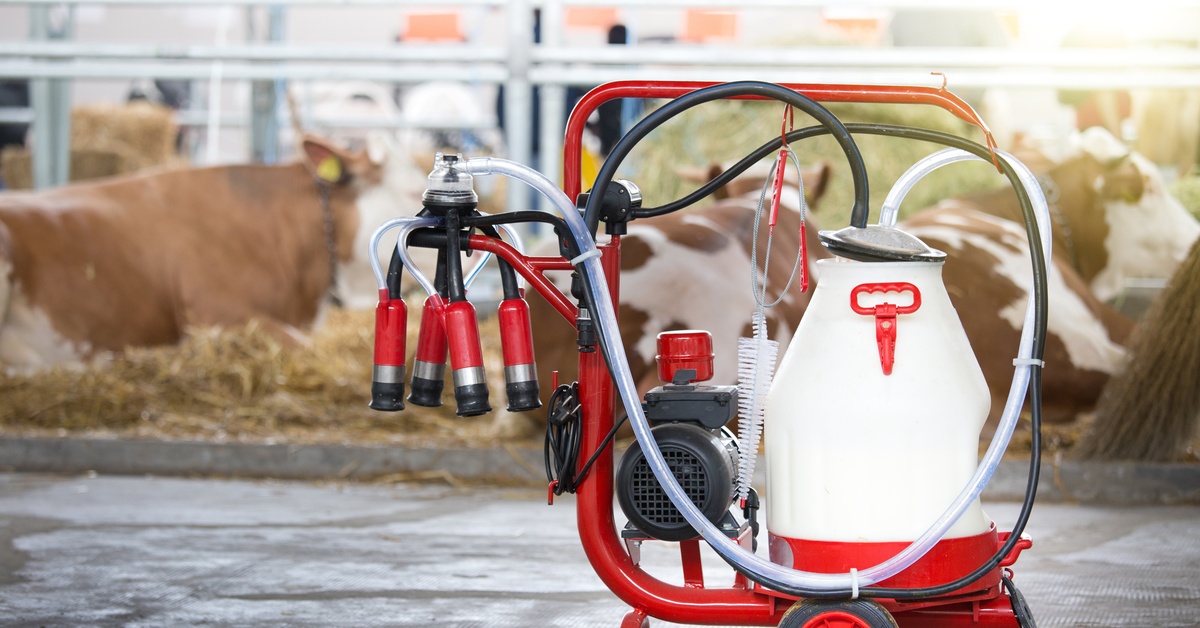 A portable milking machine with one bucket, one milking cluster, and one pulsator. Nearby, cows are lying down in hay.