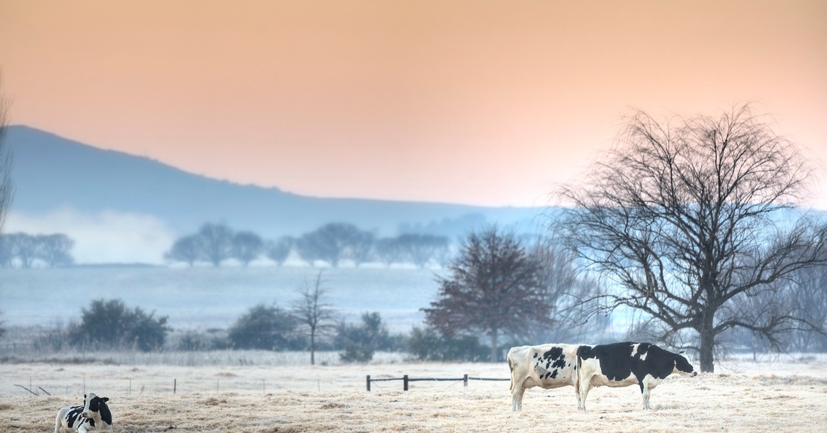 Three cows stand or lie in a winter landscape that features a frosty pasture, leafless trees, and an orange sky.