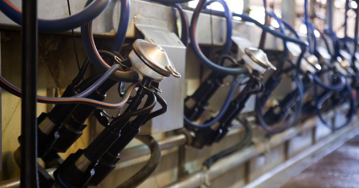 All About the Types of Milking Systems in Dairy Farming