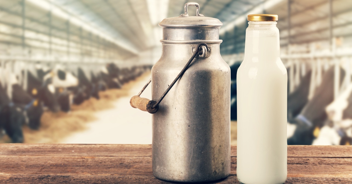 A metal milk can is next to a clear glass bottle filled with white milk. In the background, rows of cows are in a barn.