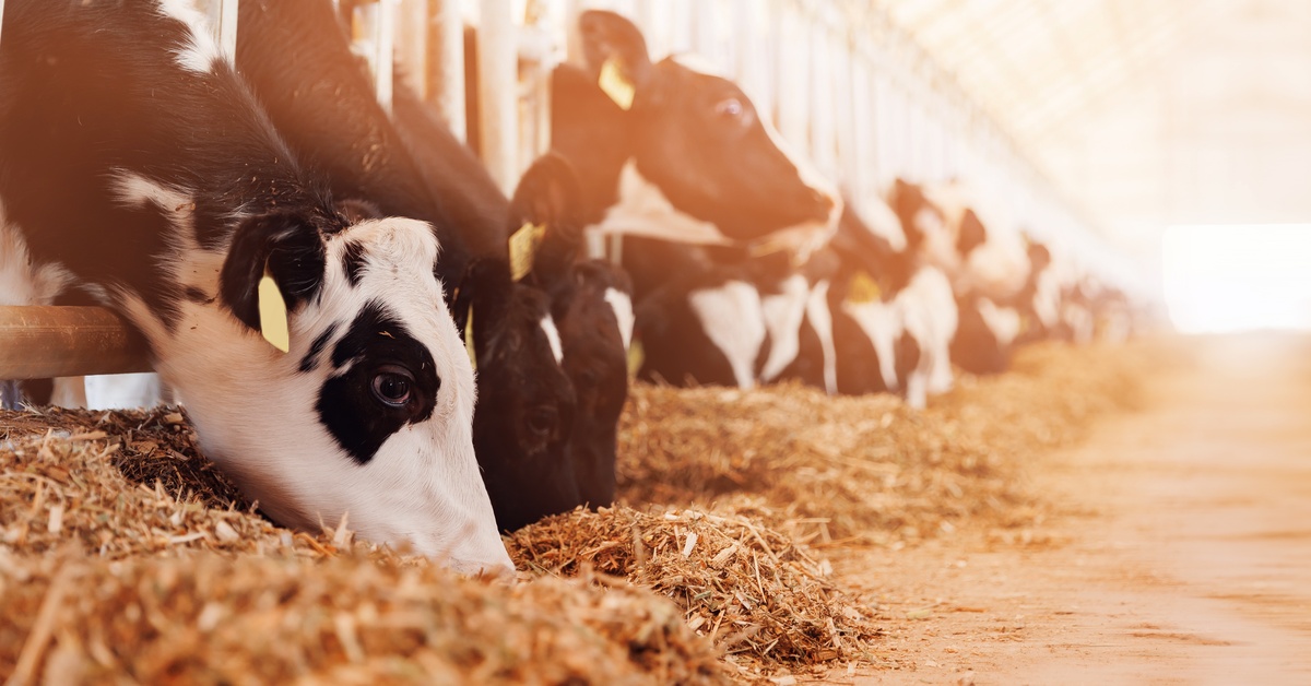 Several black-and-white dairy cows stand in a row inside a sunlit barn. They eat from a long line of feed on the ground.