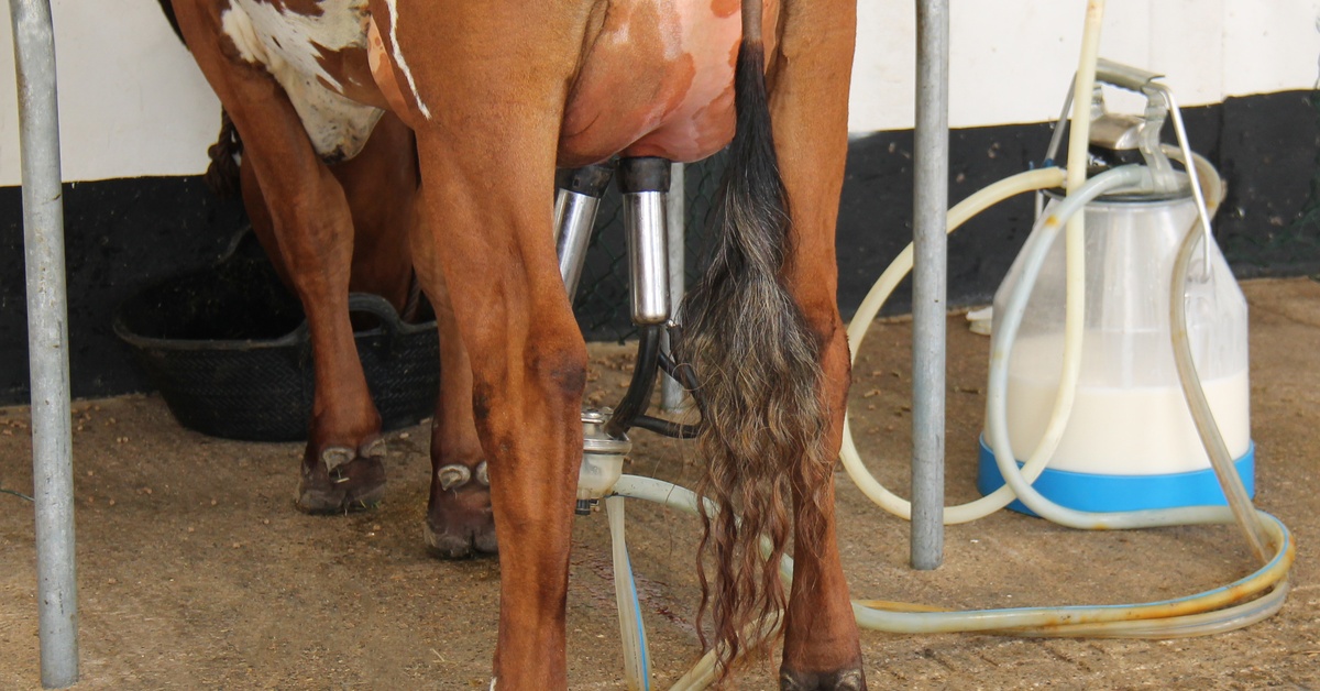 A milking machine is attached to a brown cow's udder. Clear hoses run from the unit to a clear, plastic milk bucket.
