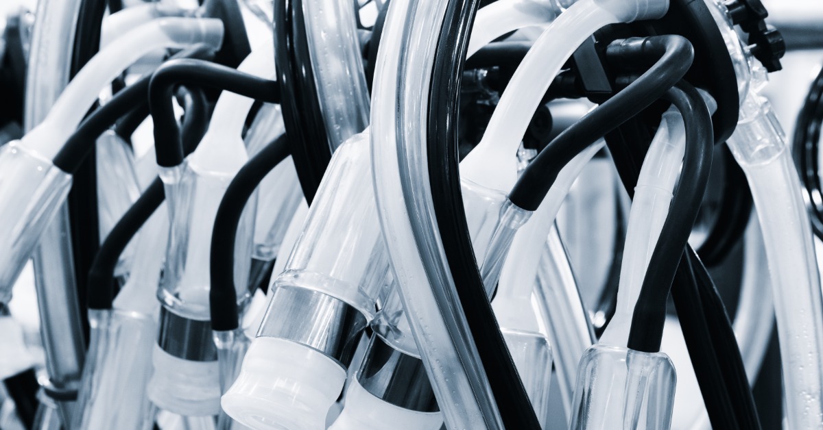 A close-up view of multiple clear and black milking tubes bundled together. They are attached to milking cups.