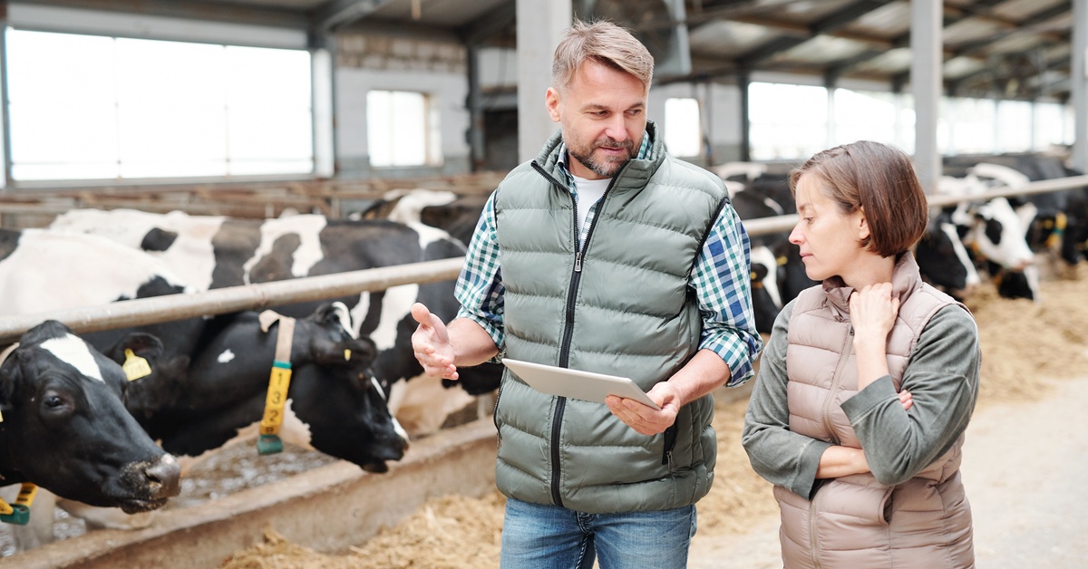 Two people walk through a barn and look at a tablet together. A row of black-and-white cows eats hay beside them.