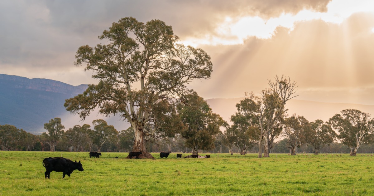 Cattle graze in a pasture beneath trees and a cloudy sky. Sunlight breaks through the clouds over the distant hills.