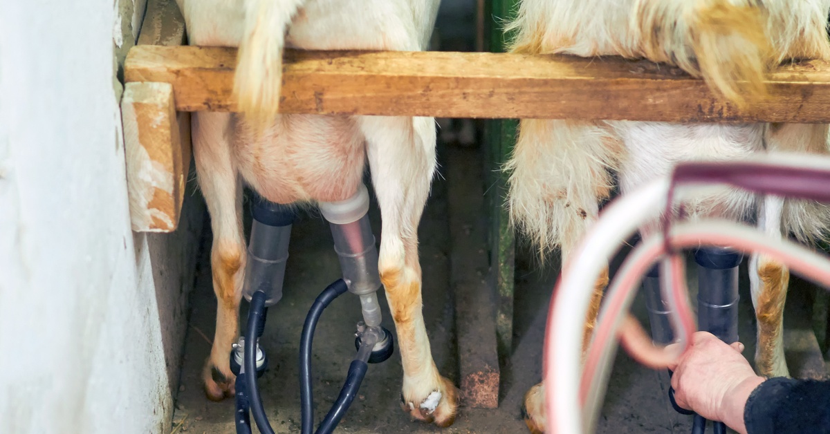 Two goats stand in a milking area with milking inflations attached to their teats. Black hoses run from the inflations.