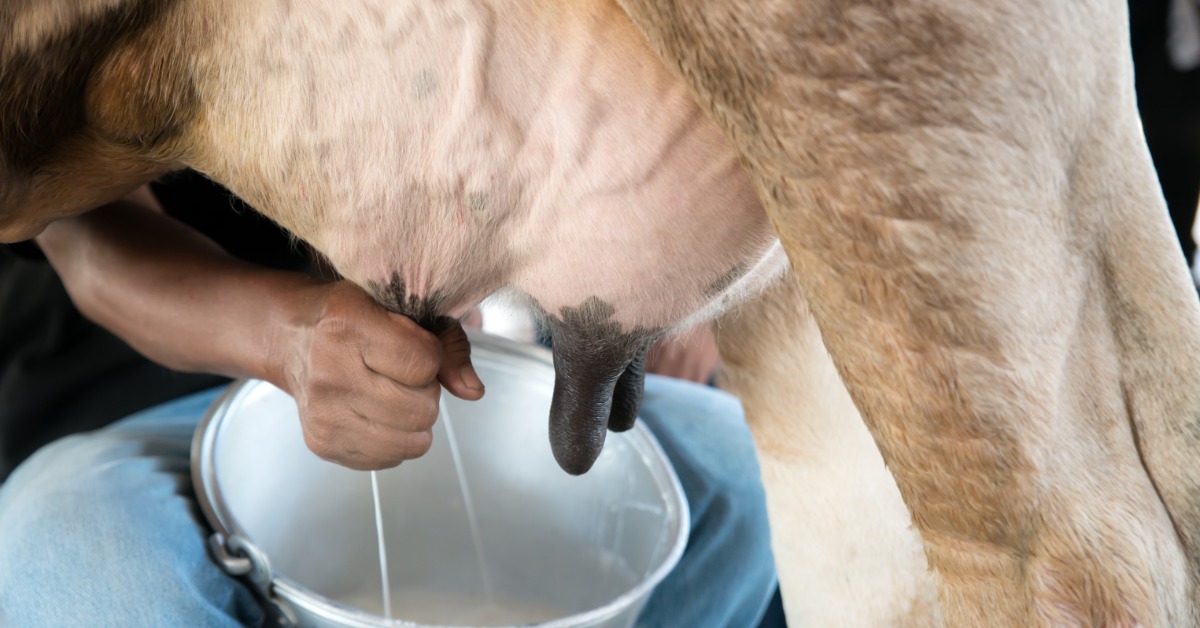 A seated person hand-milks a cow. The two streams of milk flow into a metal milk pail that's between the person's knees.