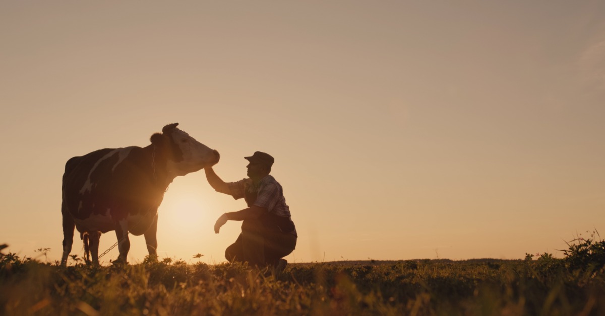 A silhouetted farmer crouches next to a cow in a grassy pasture. Warm golden light fills the sky behind them.