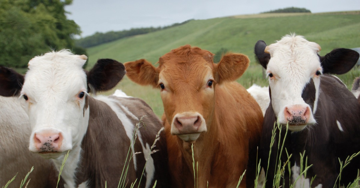 A brown cow and two black-and-white cows stand in a grassy pasture with gently sloping hills behind them.