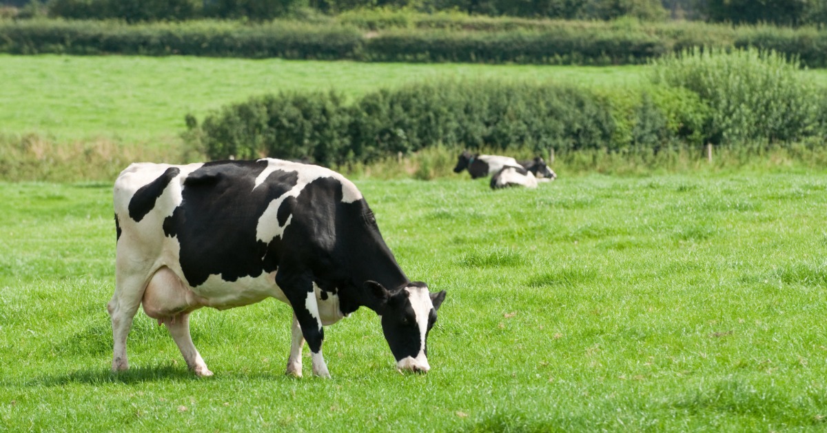 A black-and-white dairy cow grazes in a bright green pasture. Two more cows lie in the grass in the distance.