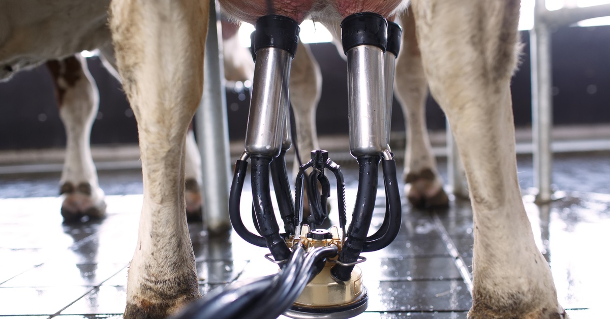 A close-up of the bottom half of a singular cow with its udder attached to milking cups and a milking claw.