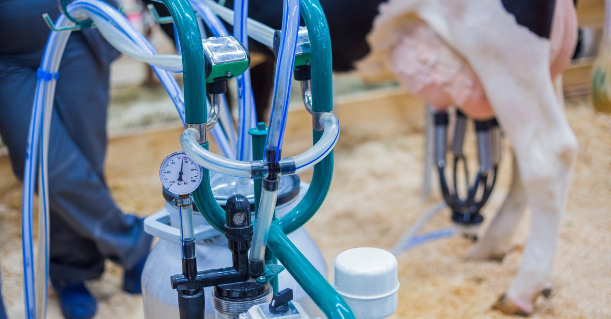 A focus shot of the handlebars of a milking machine with a pressure valve monitor. The lower half of a cow is in the background.