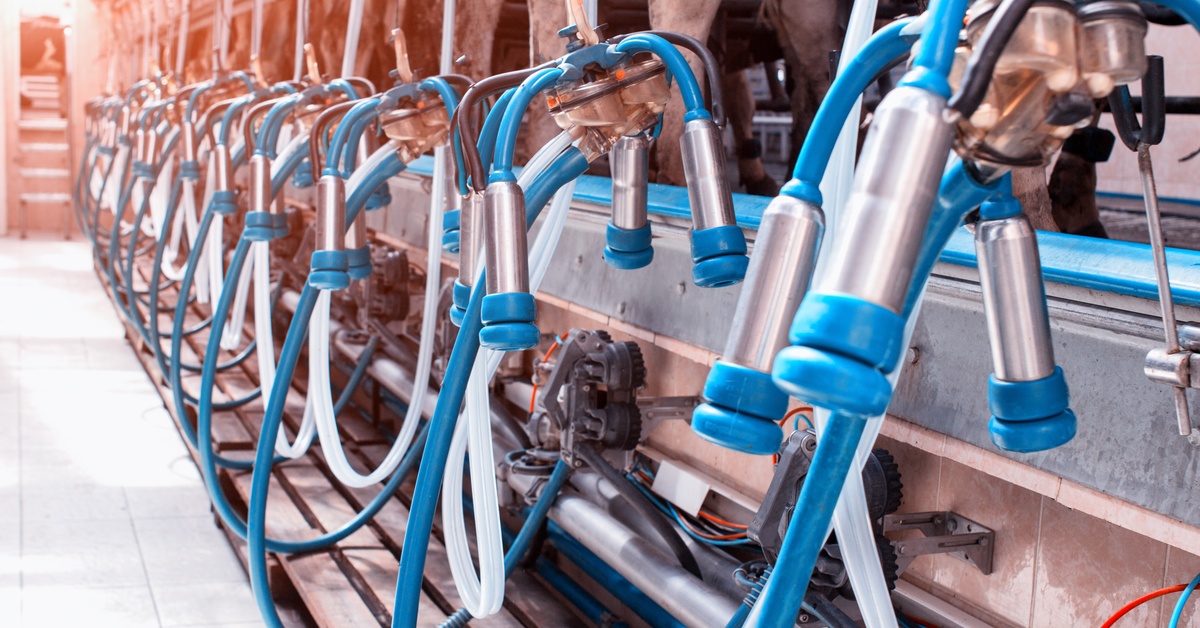 A row of blue and silver milking cups attached to a series of pipes. The back legs of the cows are visible.