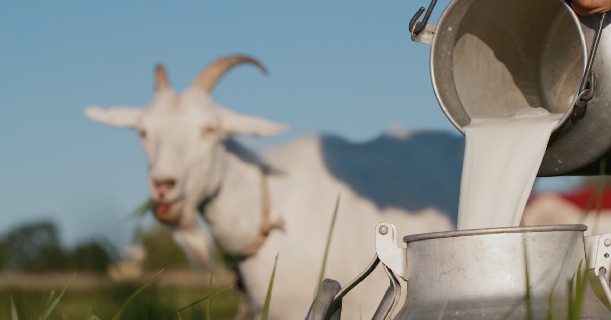 A pair of hands pouring milk into a bucket. A blurry white goat with curved horns stands in the background.
