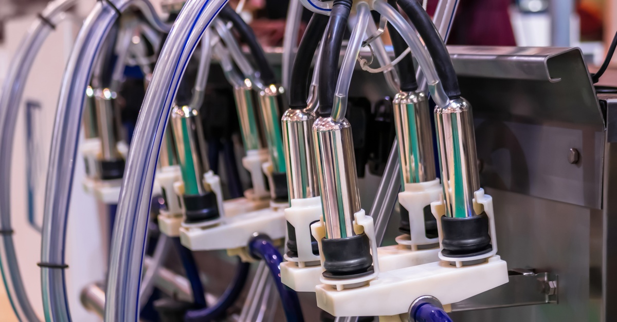 Close-up of cow milking machine components, including teat cups and milk hoses. The hoses are clear and clean.
