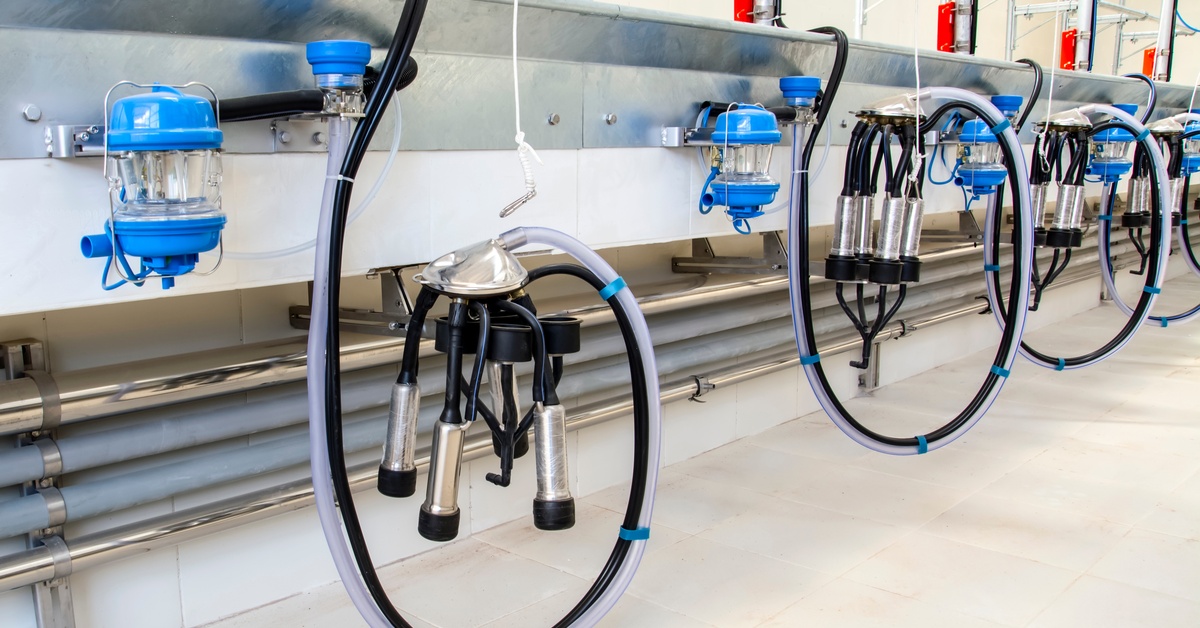 A bright room revealing a line of milking machines with clear and black tubes that lead into a metal basin above.