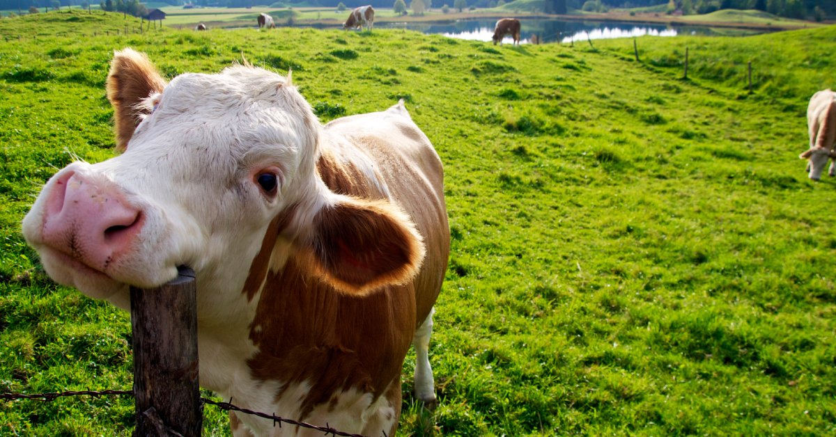 What Makes a Happy Cow? Animal Welfare in Dairy Farming