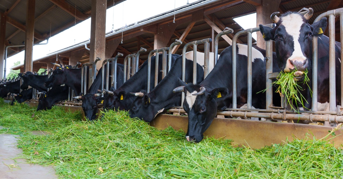 A line of bulls in farming stables eating the grass clippings laid out before them on a concrete floor.