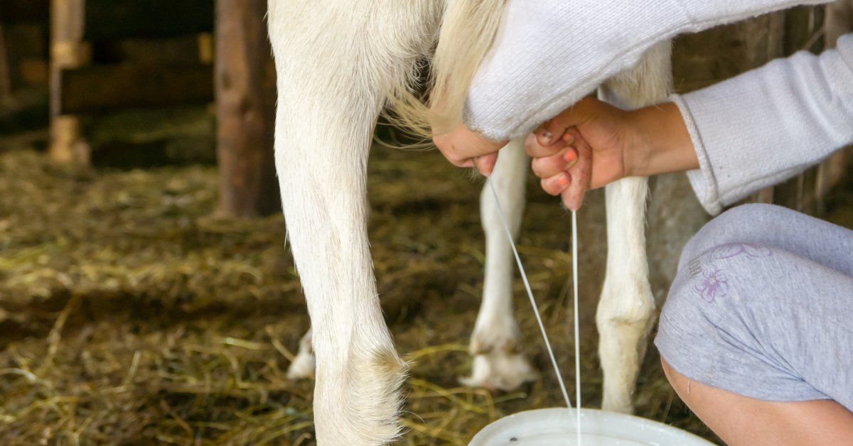 A person wearing a white long-sleeved shirt, using both hands to grip the udders of a goat to milk it.