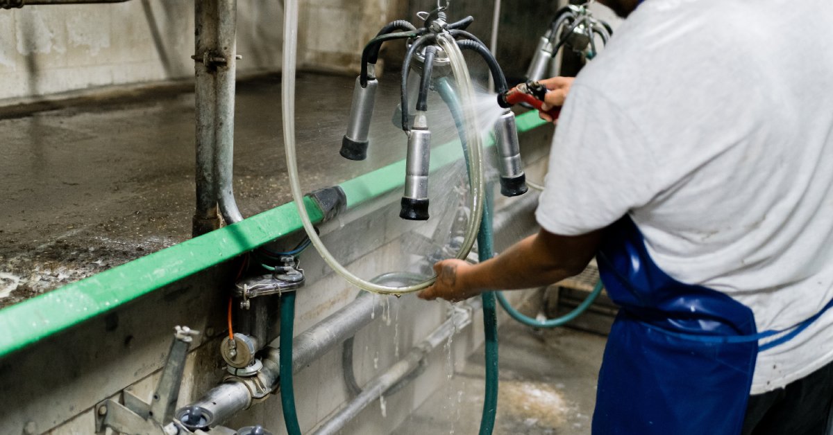 A person wearing a white shirt and an apron uses a hose to rinse the surface of a milking claw next to a stable.