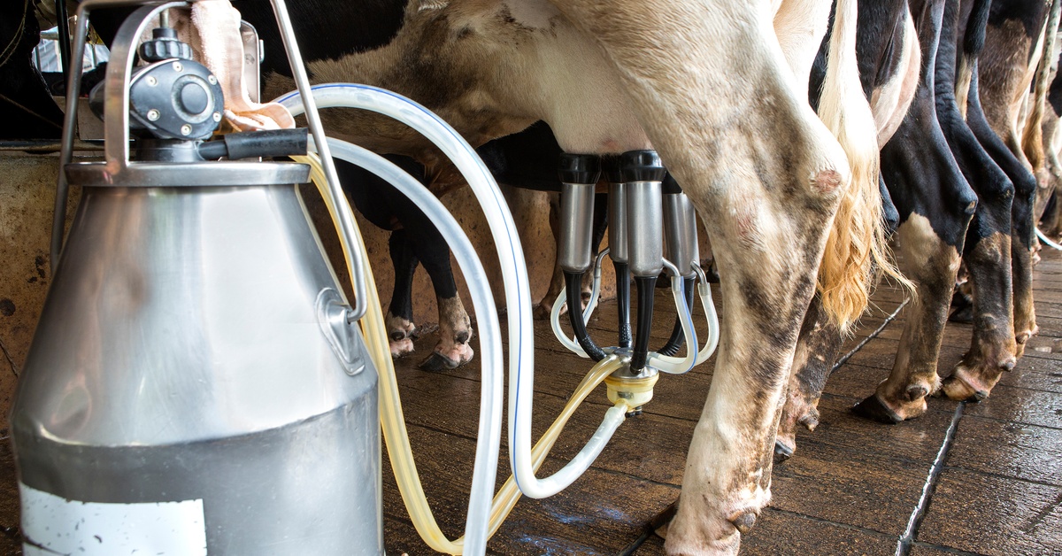 A milking machine placed net to a cow with the milking cluster attached to its utters while other cows stand in waiting.