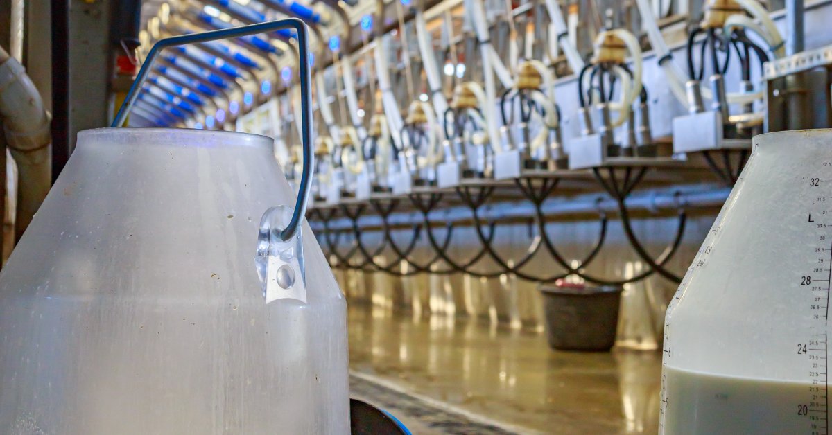 A ground-level shot of a milking parlor in the background. In the foreground are glass tanks filled with milk.