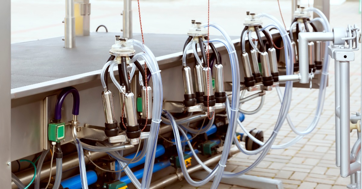 An outdoor milking system setup features four cow milking clusters. The hoses and metal teat cup shells are clean.
