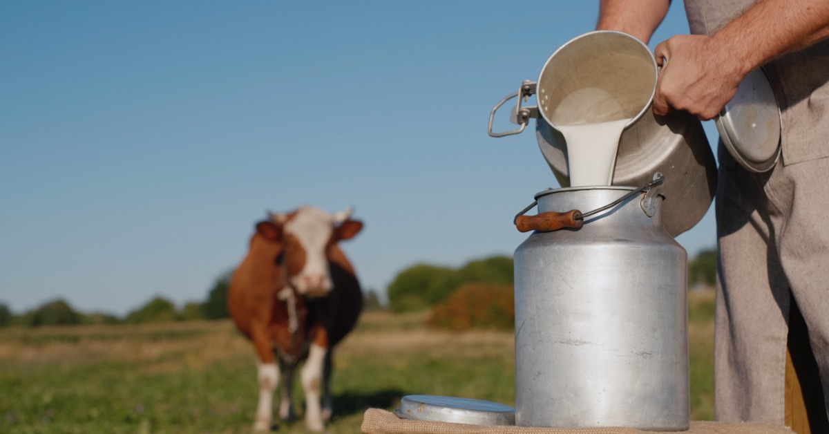 In a field, a person pours milk from one metal milk can to another. A red and white cow stands in the background.
