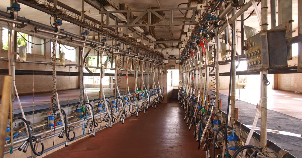 An empty parallel milking parlor with pipeline milking units hanging on both sides and stainless-steel lines overhead.