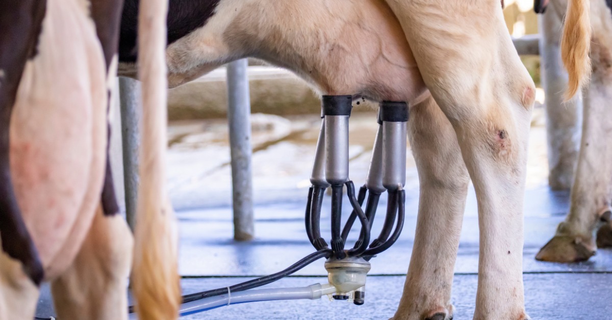 Close-up of a milking machine attached to a cow's udder. The machine includes metal cups connected by black hoses.