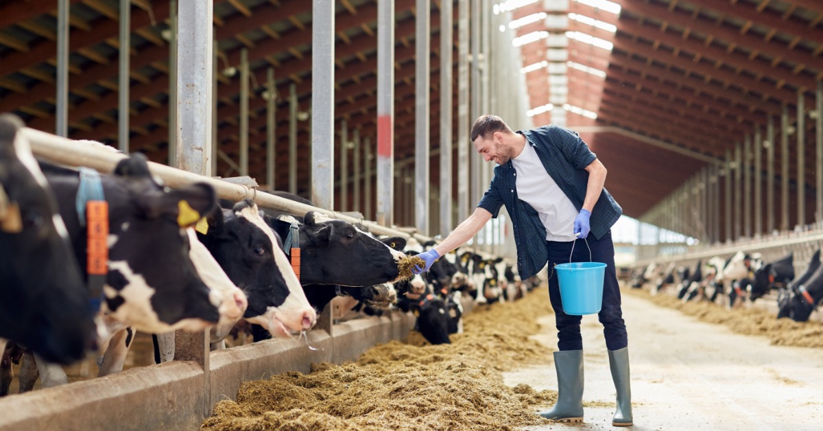 A man in a barn carries a blue bucket and wears boots as he stands near a row of cows. He holds hay to one cow's mouth.