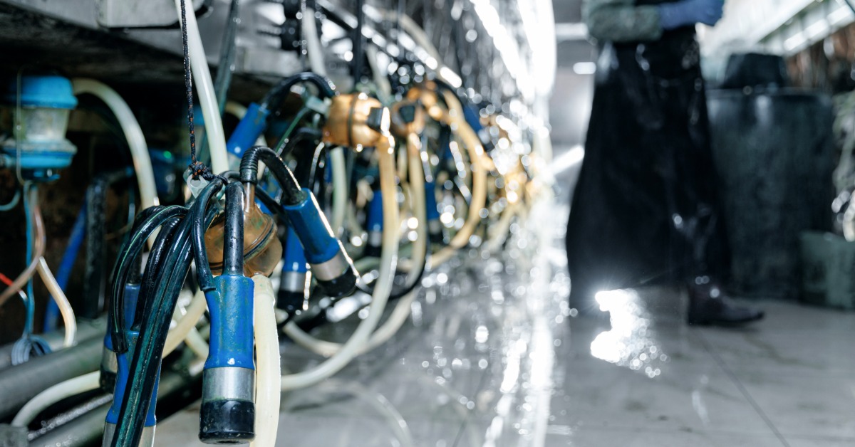 Milking clusters line a dairy parlor. The floor is wet, and a person in protective clothing stands in the background.